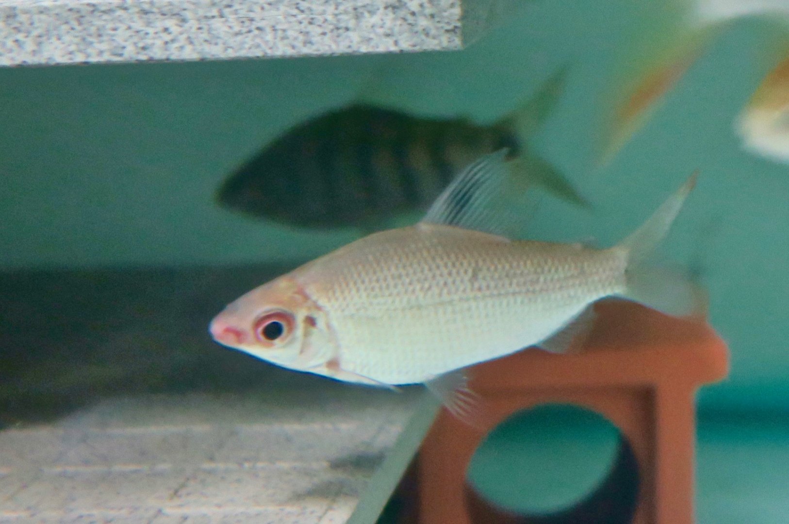 Silver Distichodus (Distichodus affinis)