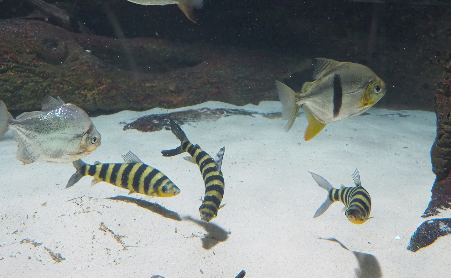 Silver dollar (Metynnis altidorsalis), Black barred Myleus schomburgkii) and Banded Leporinus (Leporinus fasciatus), 2022-08-16