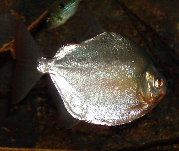 Silver Dollar (Metynnis argenteus)