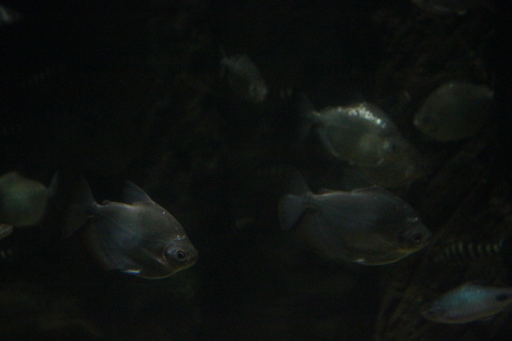 Silver dollar (Metynnis hypsauchen)