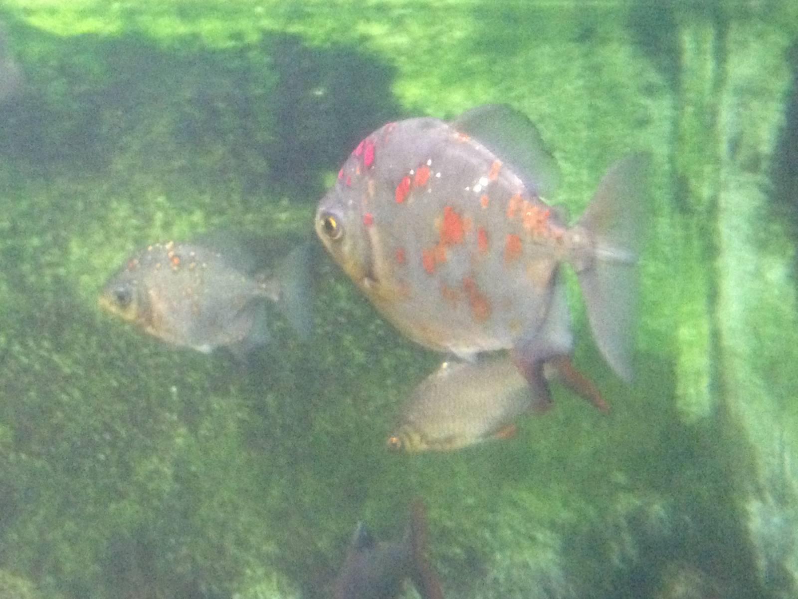 Silver Dollars at Tropical World - 02/10/2013