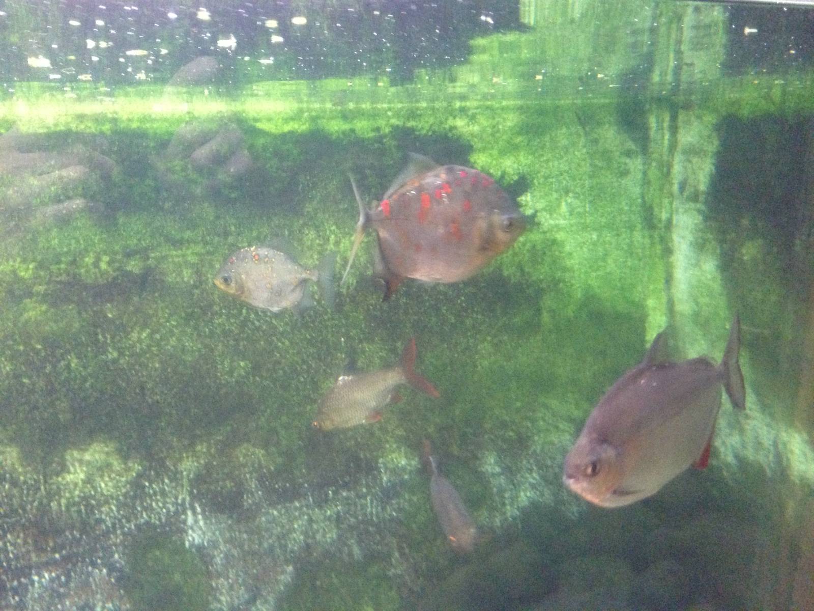 Silver Dollars at Tropical World - 02/10/2013