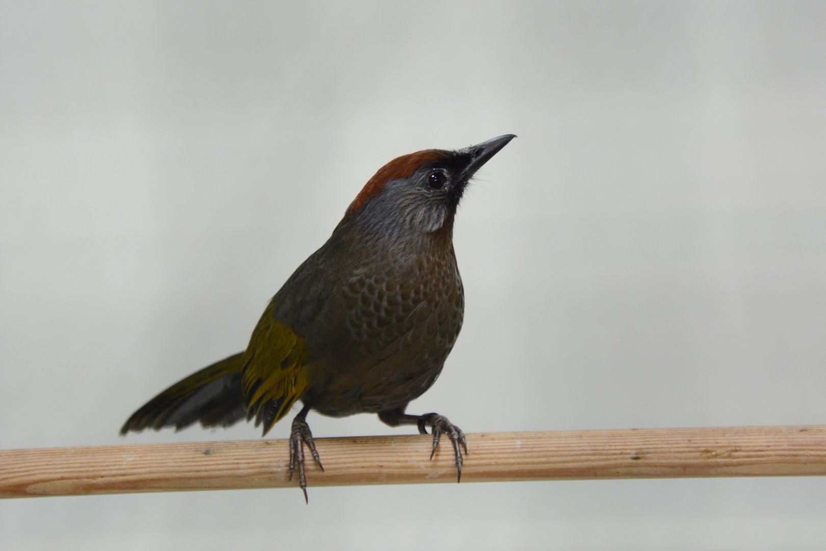 Silver-eared laughingthrush (Trochalopteron melanostigma)