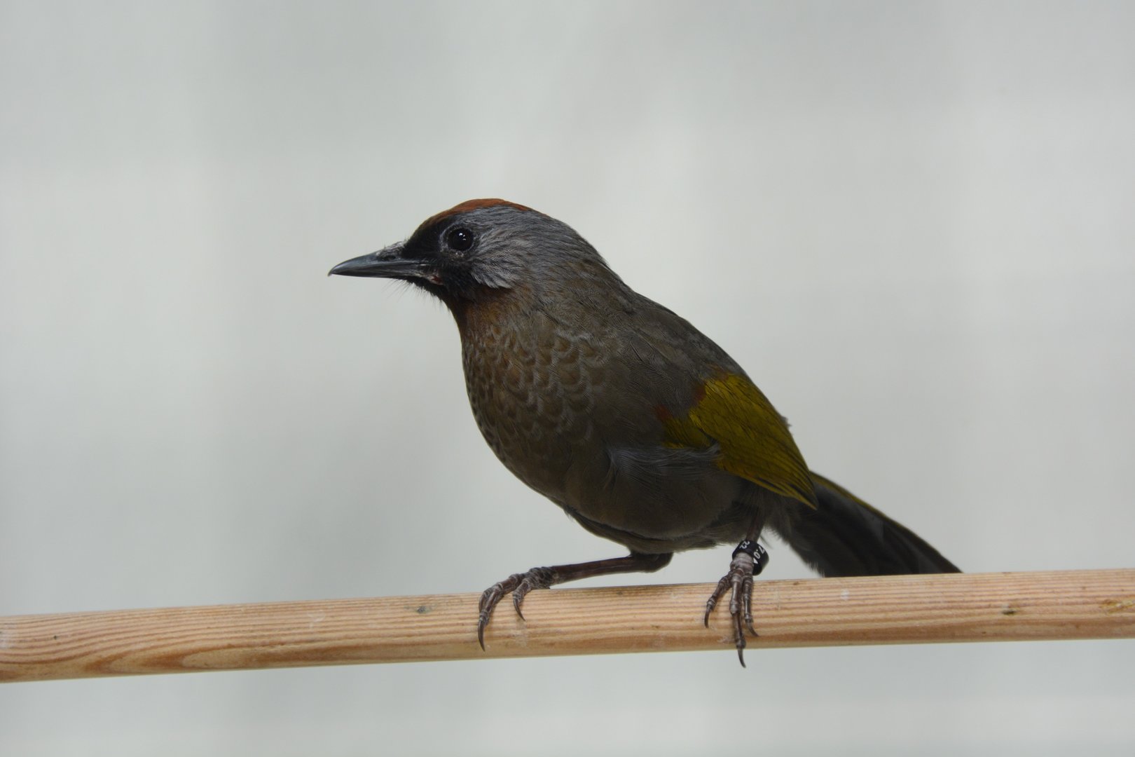 Silver-eared laughingthrush (Trochalopteron melanostigma)