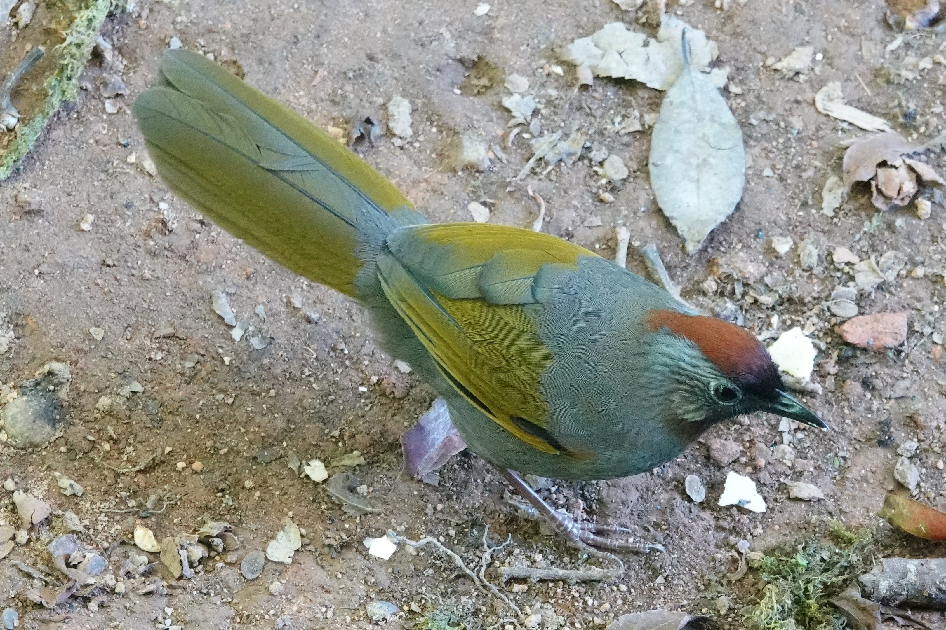 Silver-eared Laughingthrush