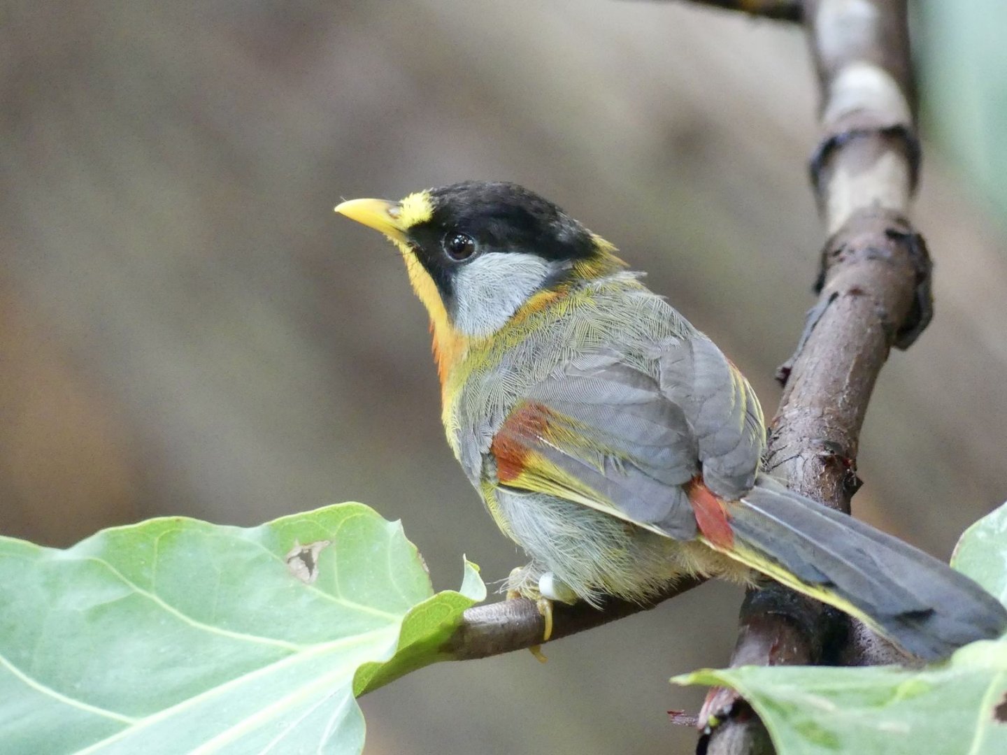Silver Eared Mesia - 11.07.25
