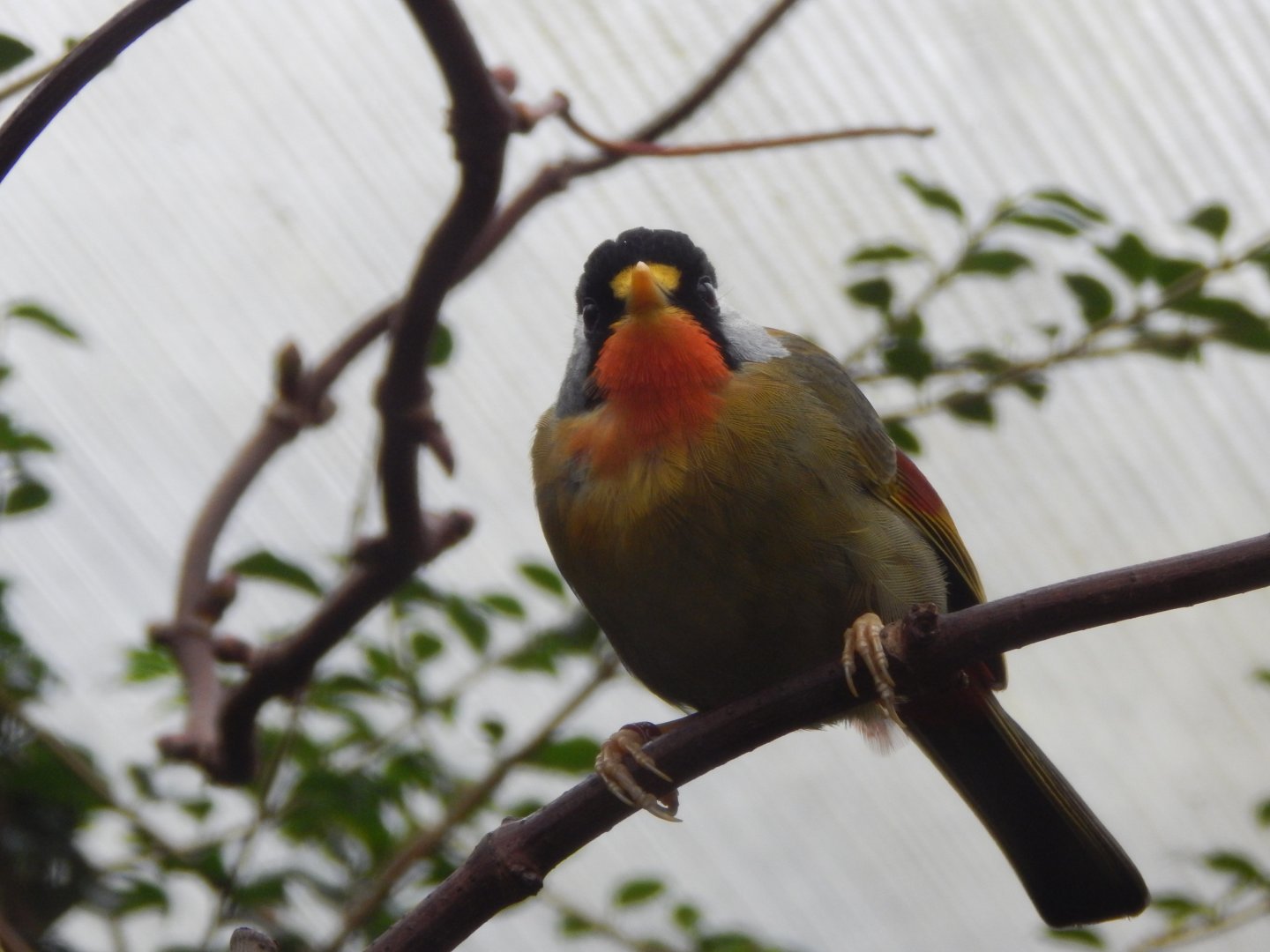 Silver-eared mesia 111221