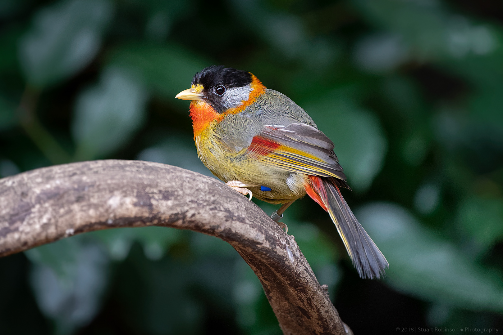 Silver-eared Mesia - 22/08/2018