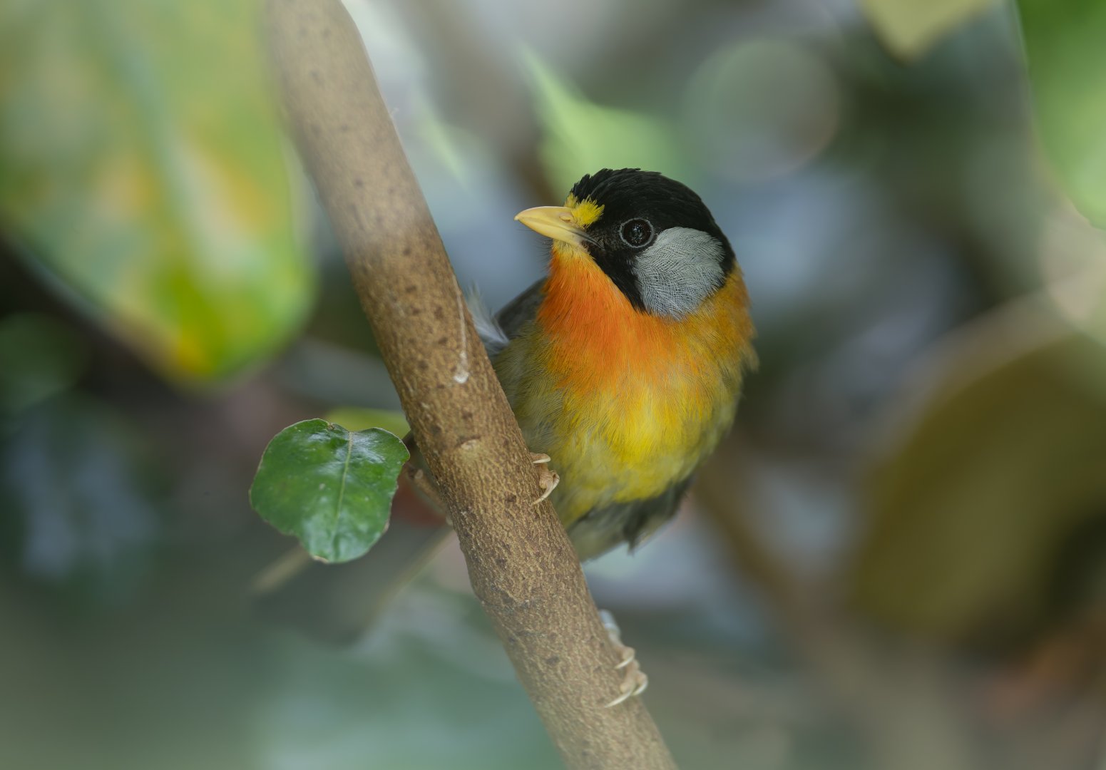 Silver Eared Mesia, Chester, UK