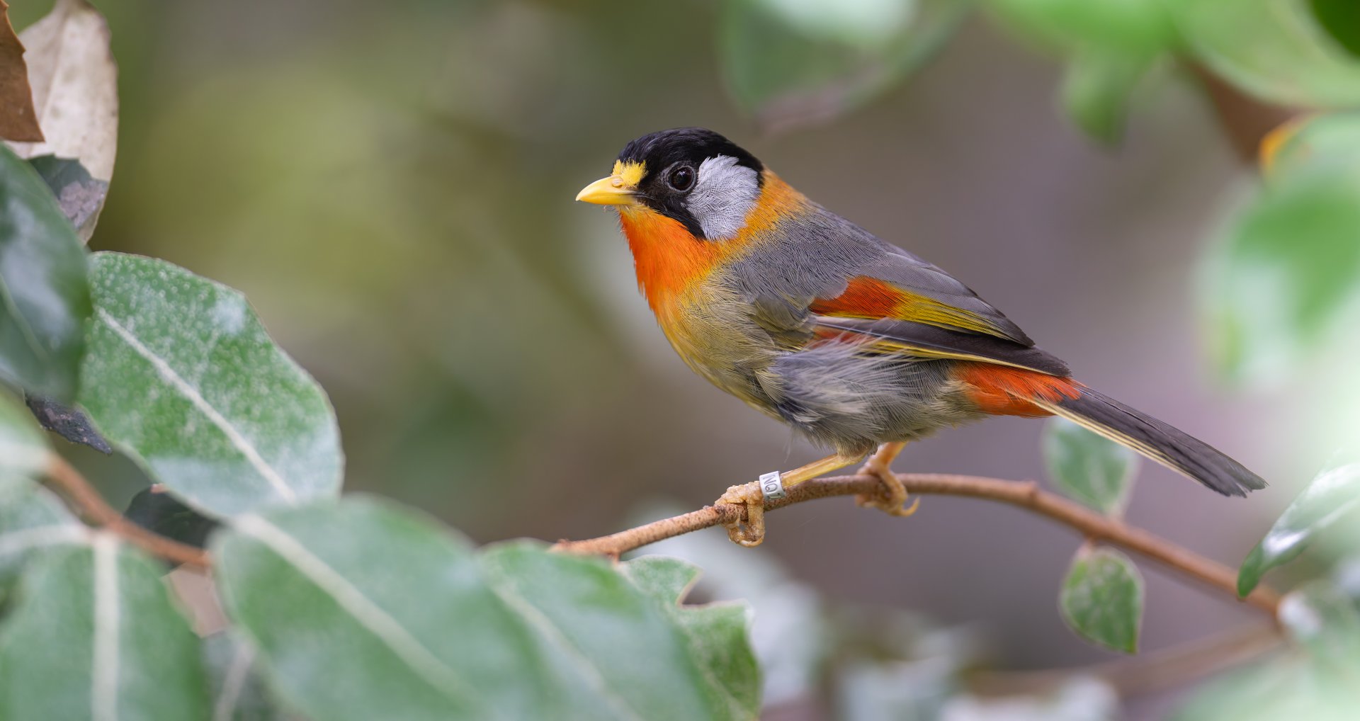 Silver Eared Mesia, Chester, UK
