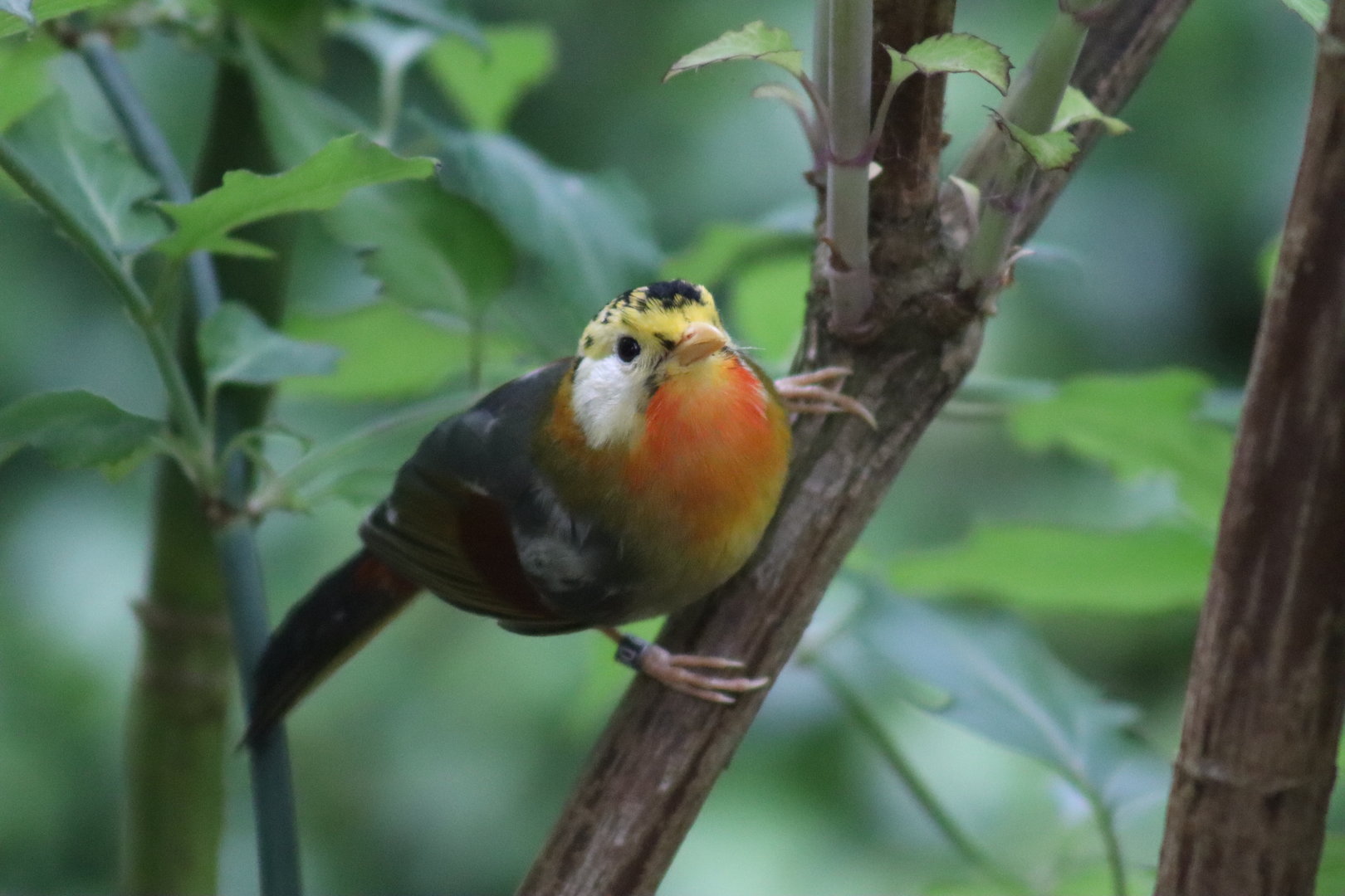 Silver-eared Mesia, fledgling