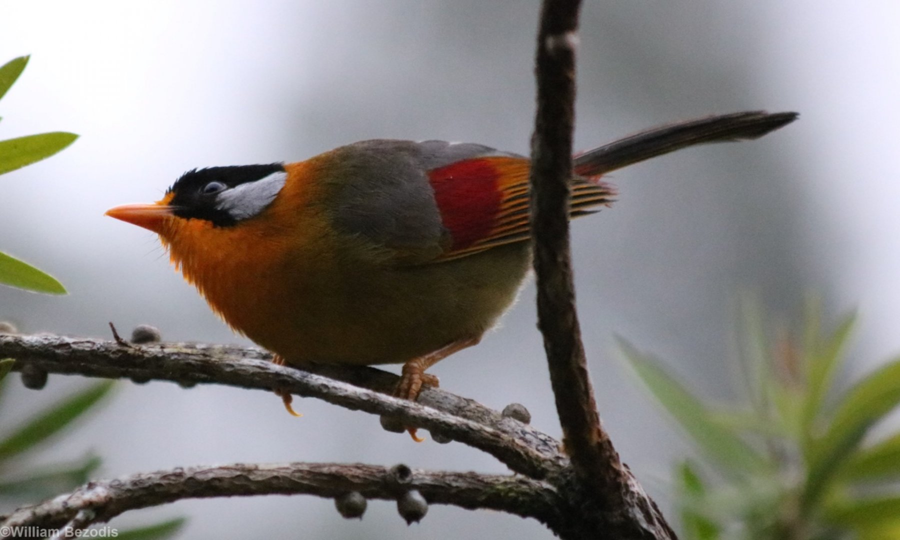 Silver-eared Mesia - Fraser's Hill