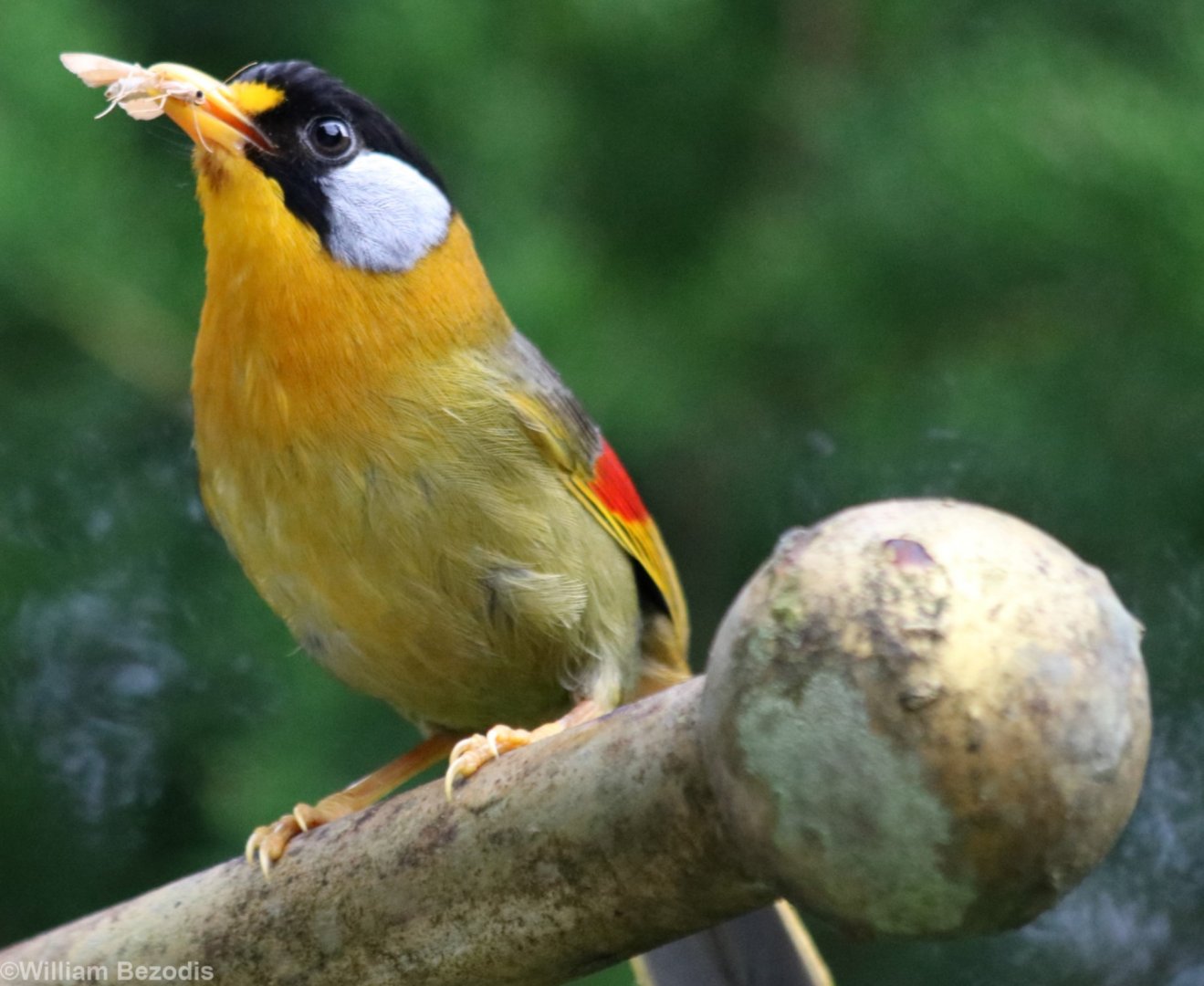 Silver-eared Mesia - Fraser's Hill