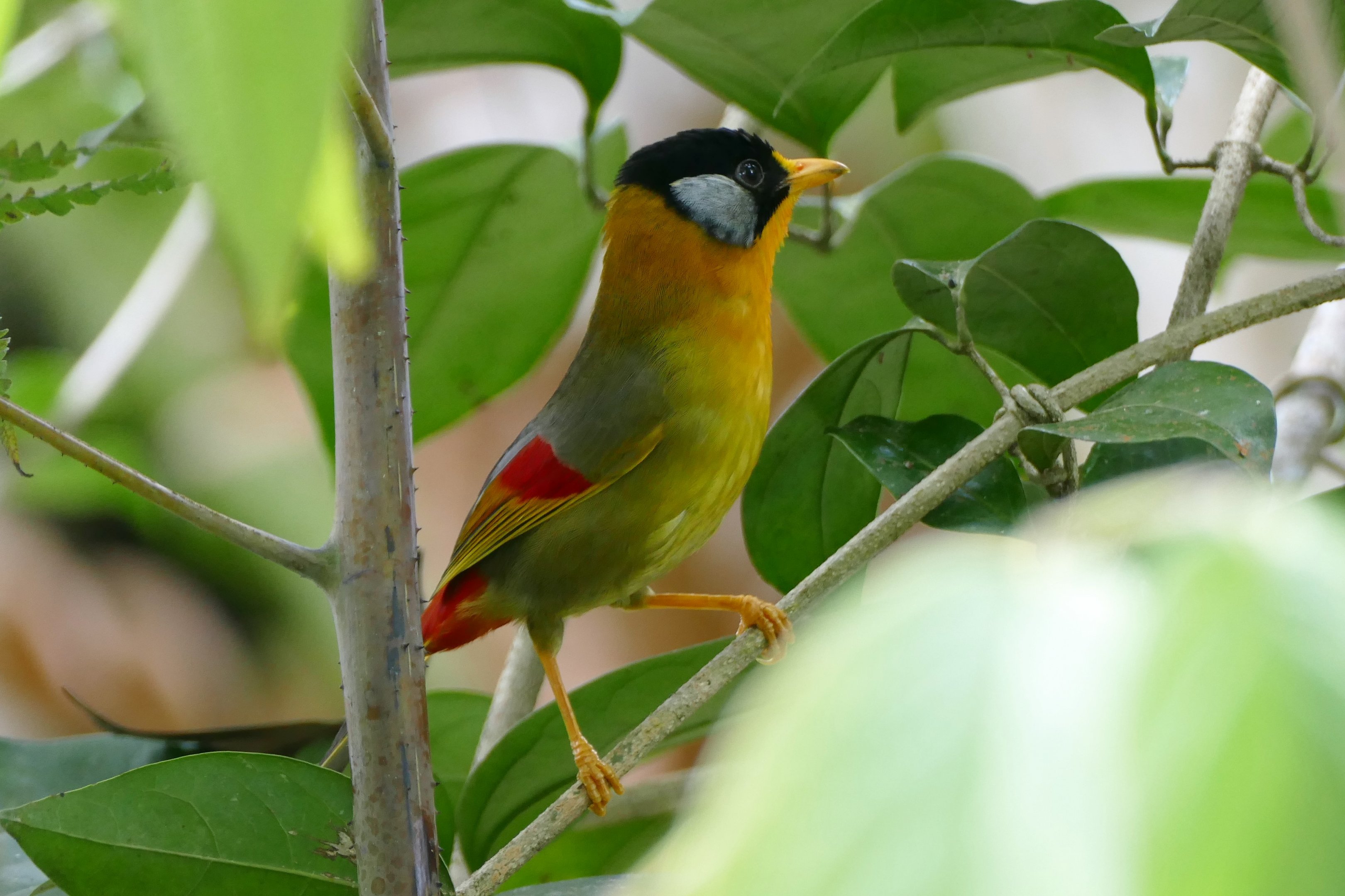 Silver-eared Mesia - Fraser's Hill