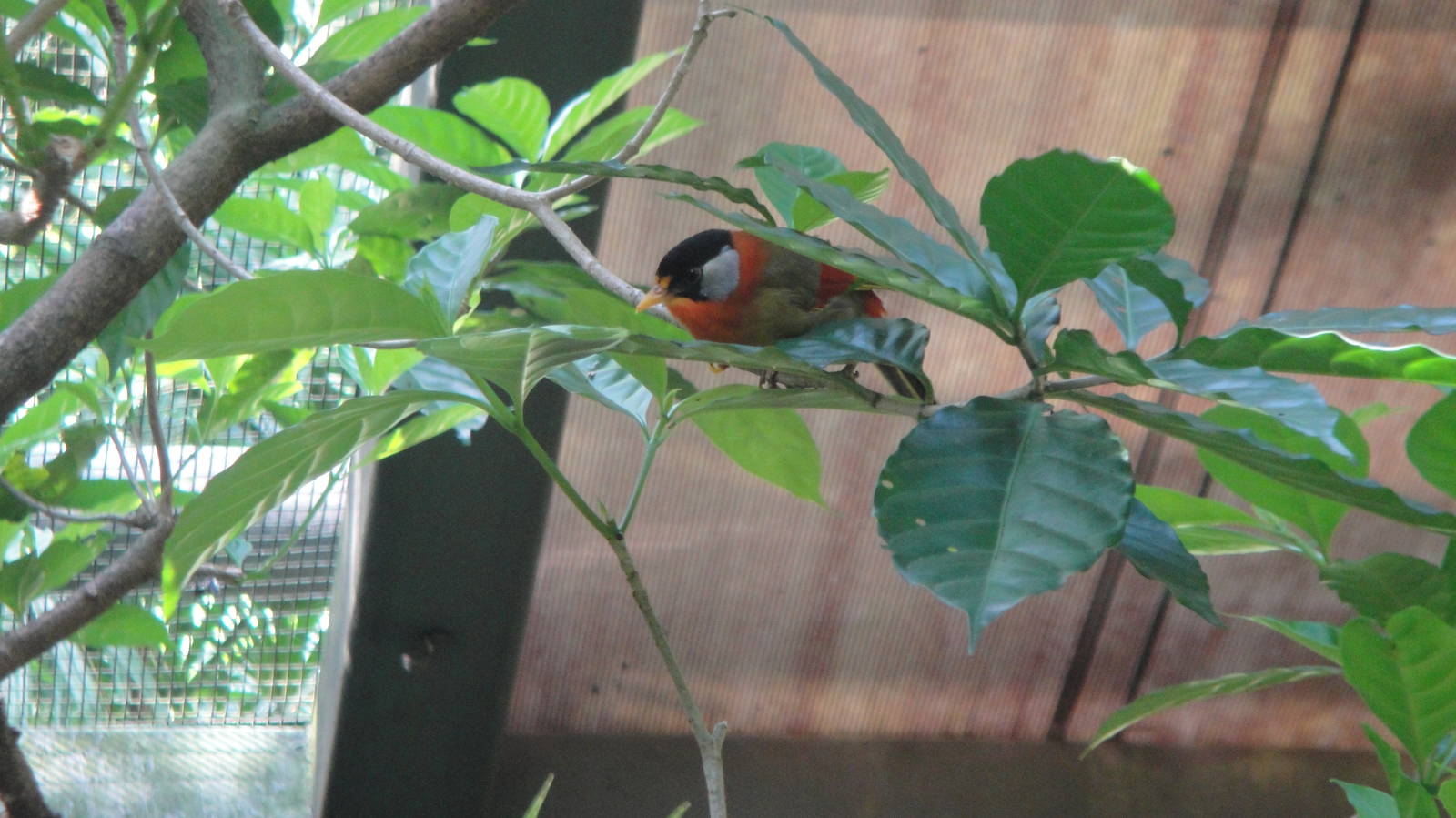 Silver Eared Mesia (Leiothrix argentarius)