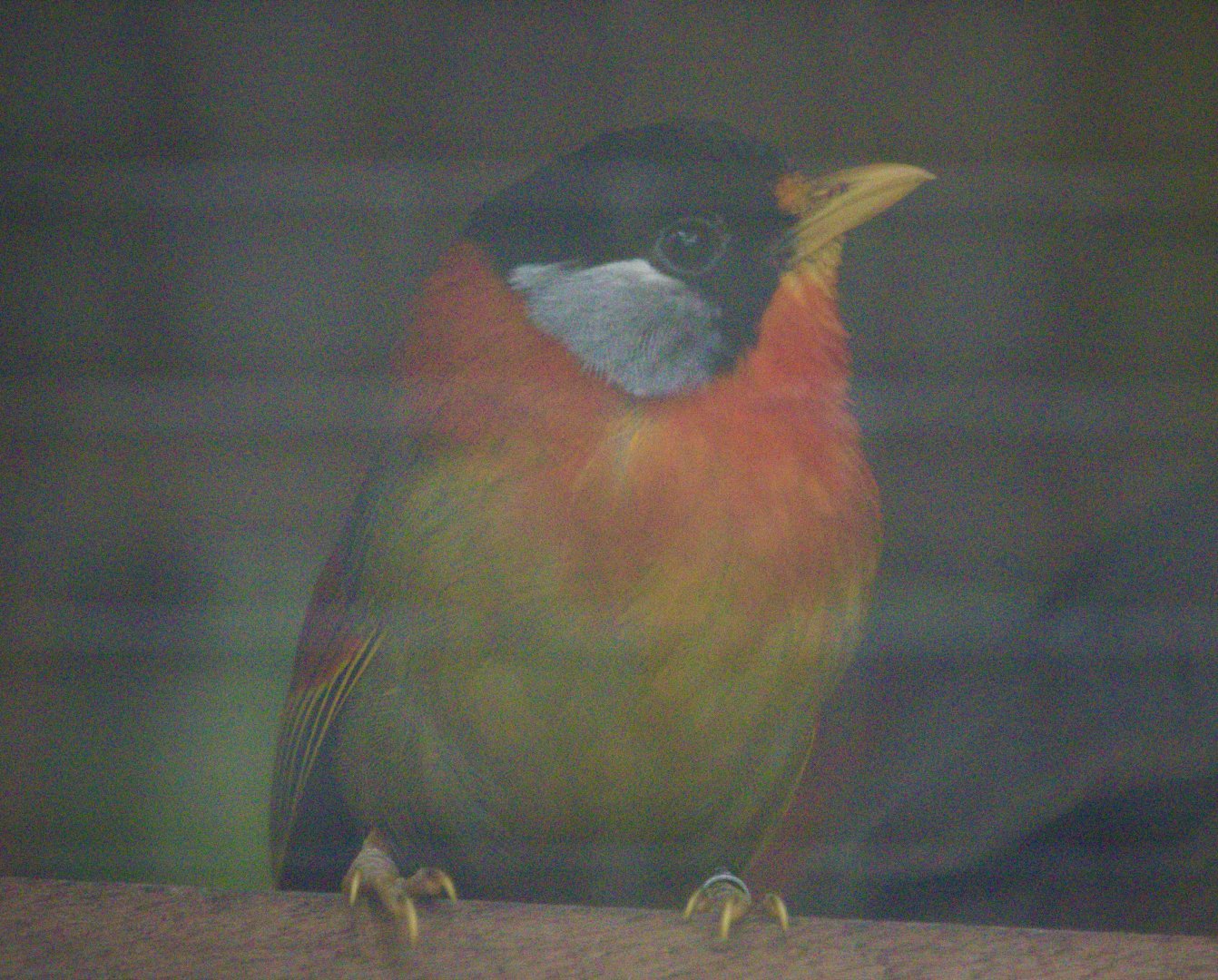 Silver-Eared Mesia (Leiothrix argentauris)