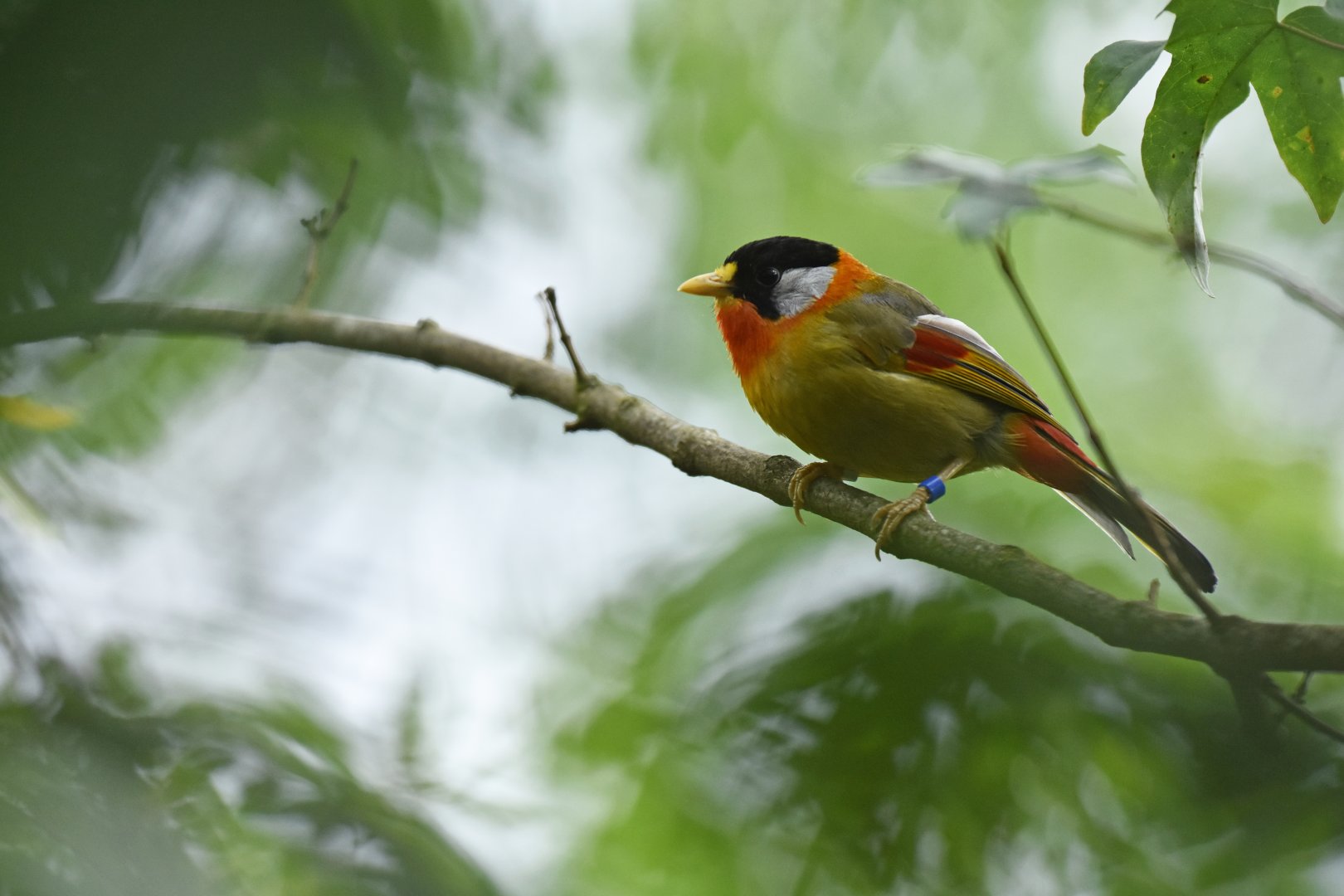 Silver-eared Mesia Leiothrix argentauris
