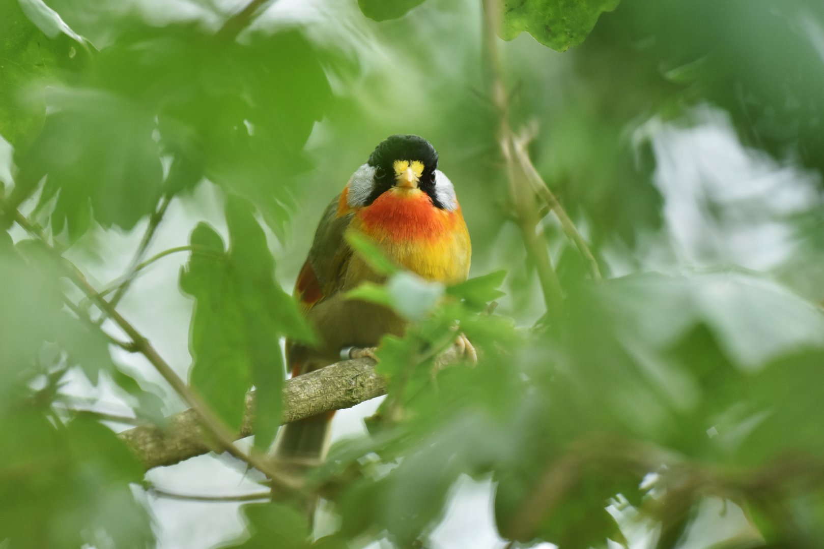 Silver-eared Mesia Leiothrix argentauris