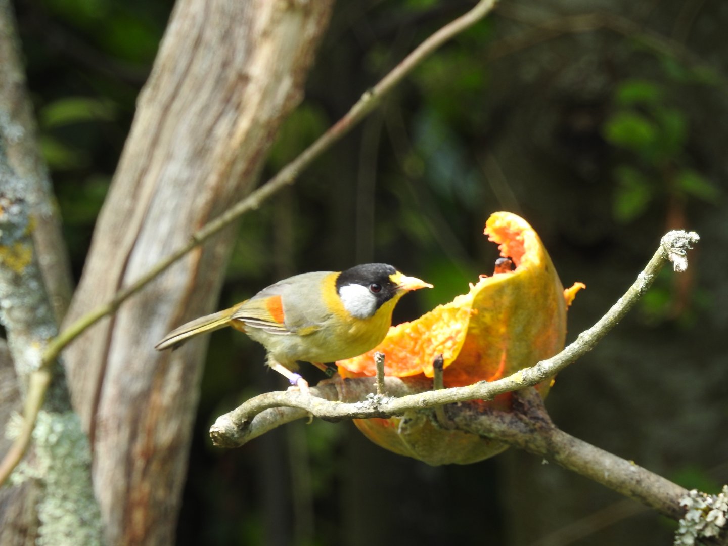 Silver-Eared Mesia (Leiothrix argentauris)