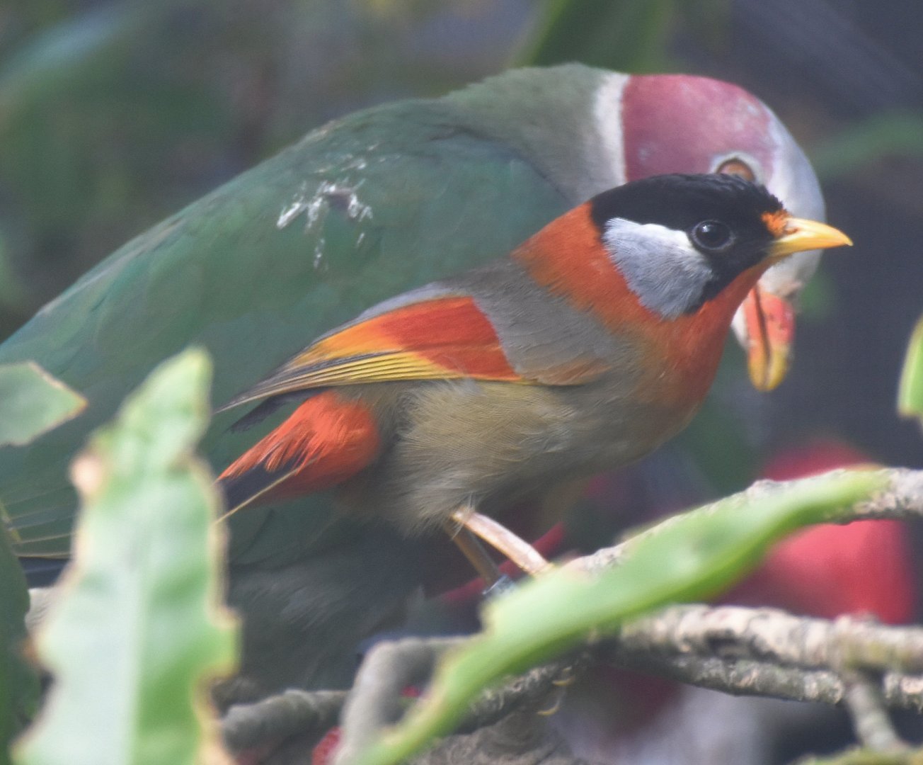 Silver-eared Mesia (Leiothrix argentauris)