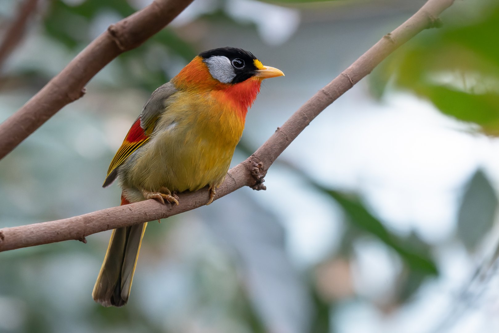 Silver-eared mesia (Leiothrix argentauris)