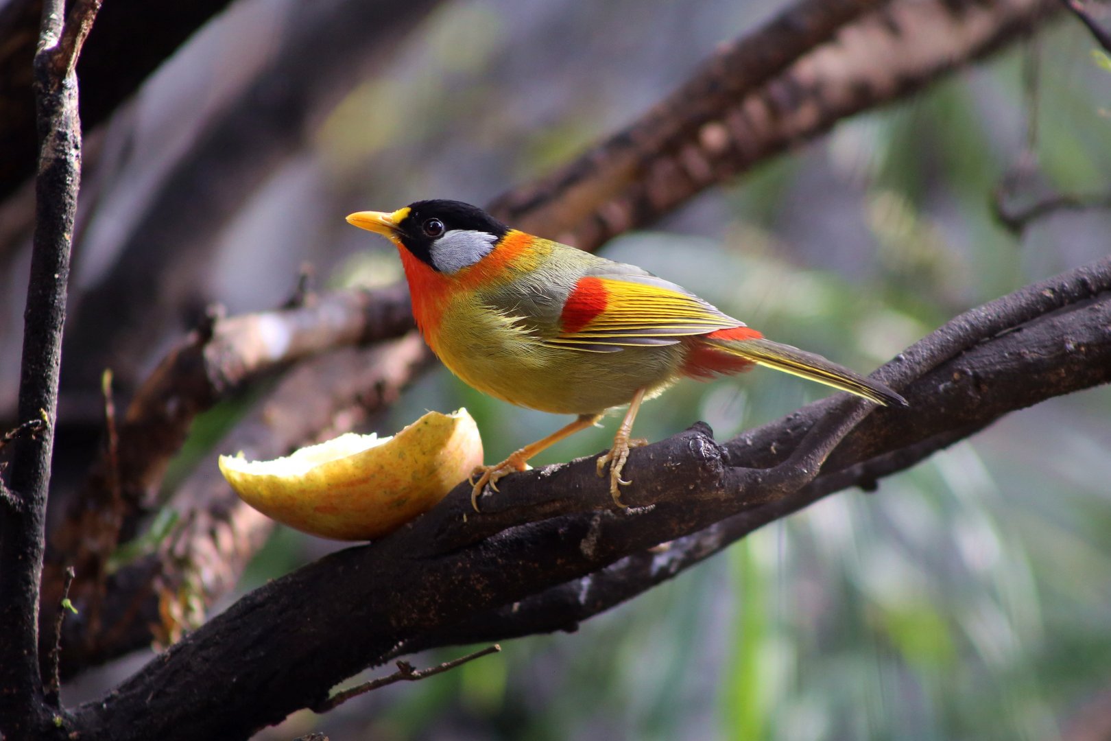 Silver-eared Mesia (Leiothrix argentauris)