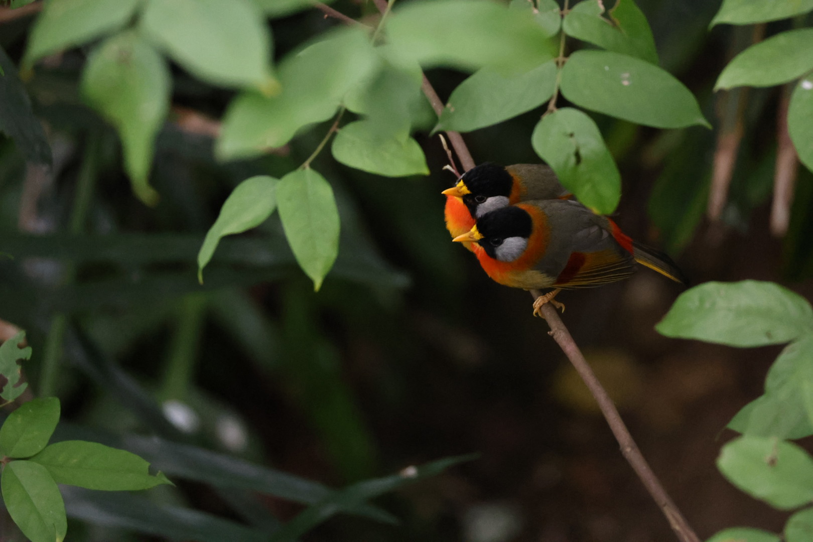 Silver-eared mesia (Leiothrix argentauris)