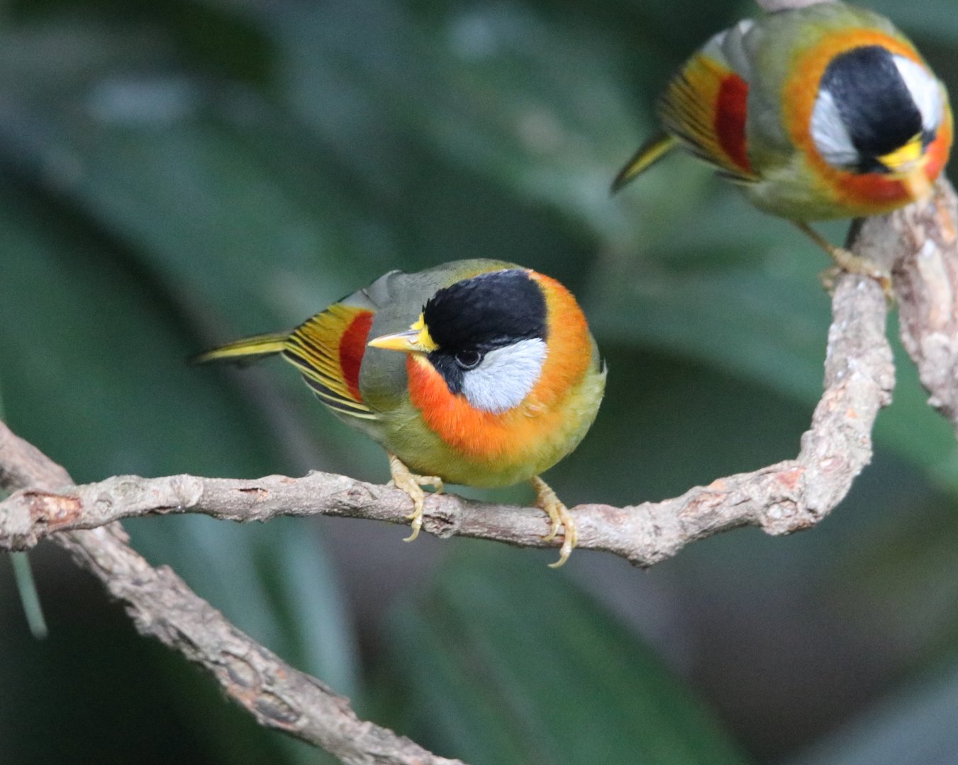 Silver-eared Mesia (Leiothrix argentauris)