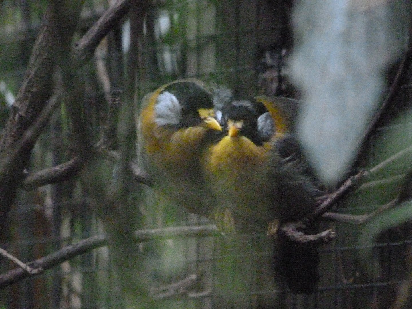 Silver-eared mesia -Tierpark Berlin (2024)
