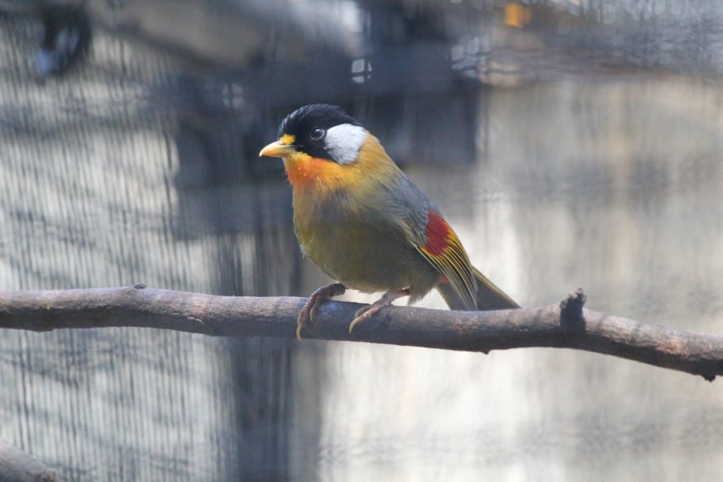 Silver-eared Mesia