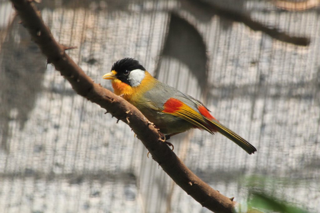Silver-eared Mesia