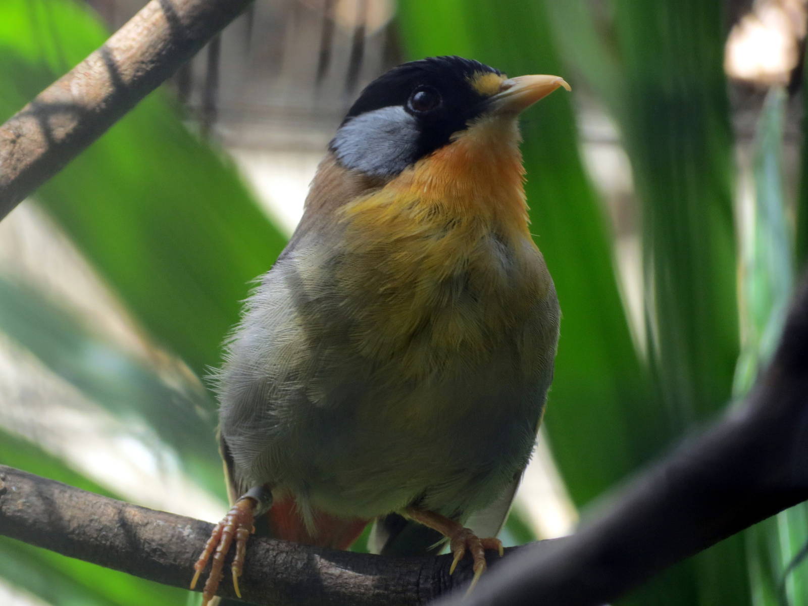 Silver-eared Mesia