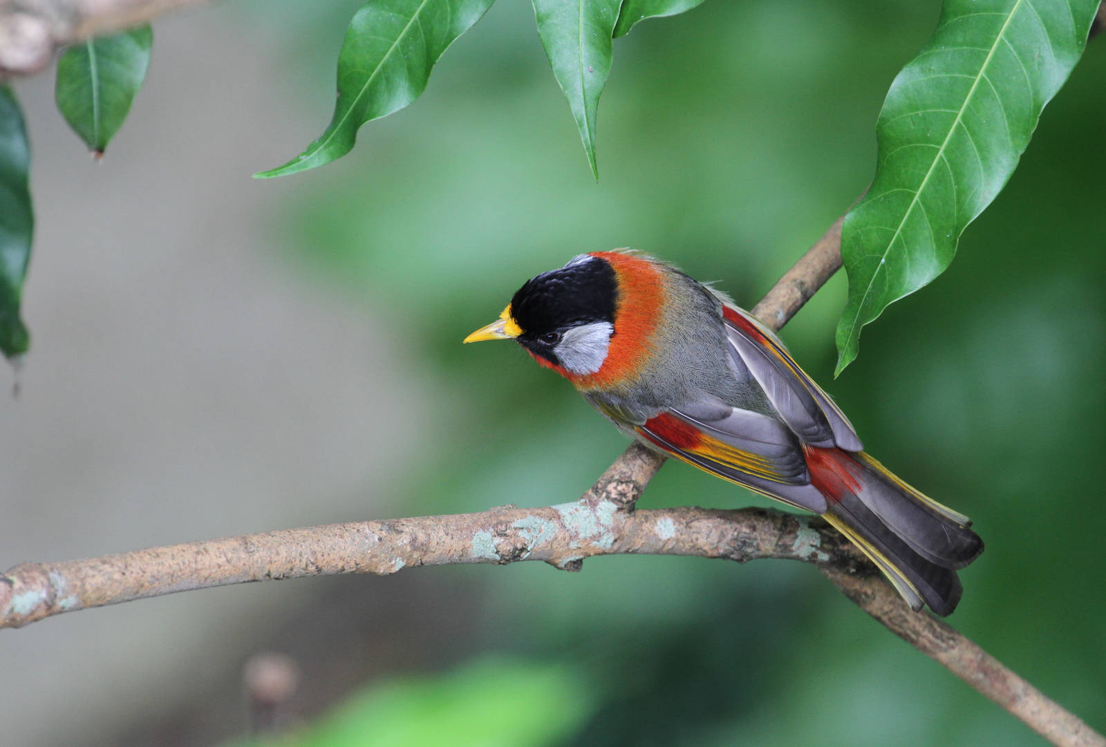 Silver-eared Mesia