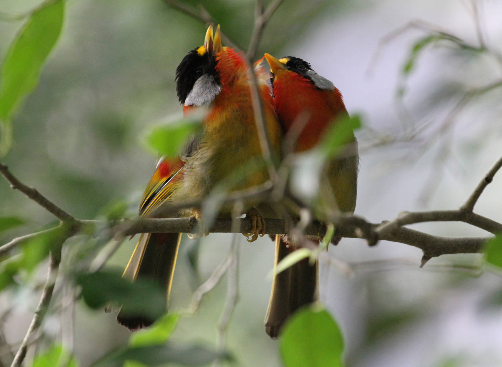Silver-eared Mesia