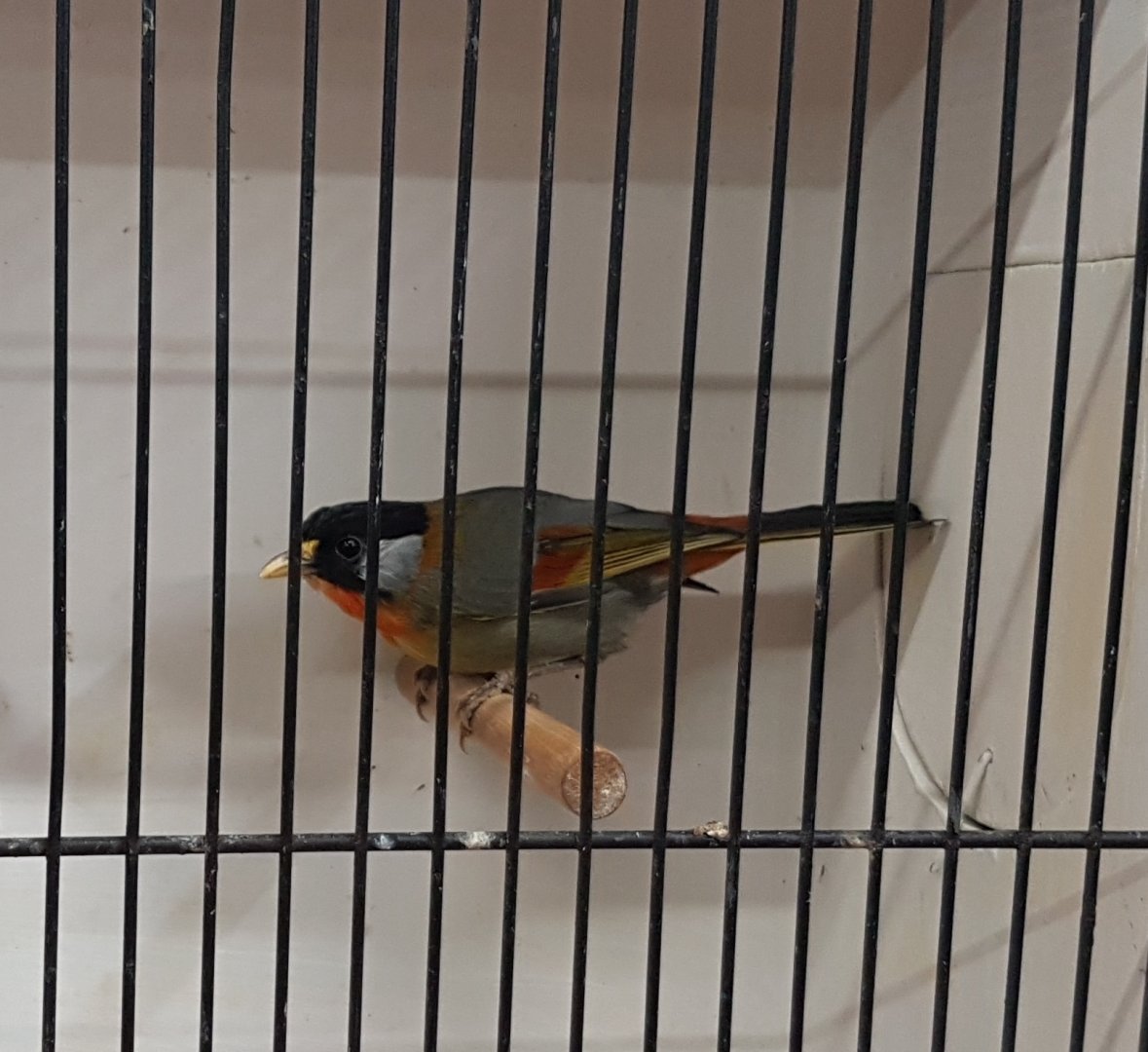 Silver-eared mesia