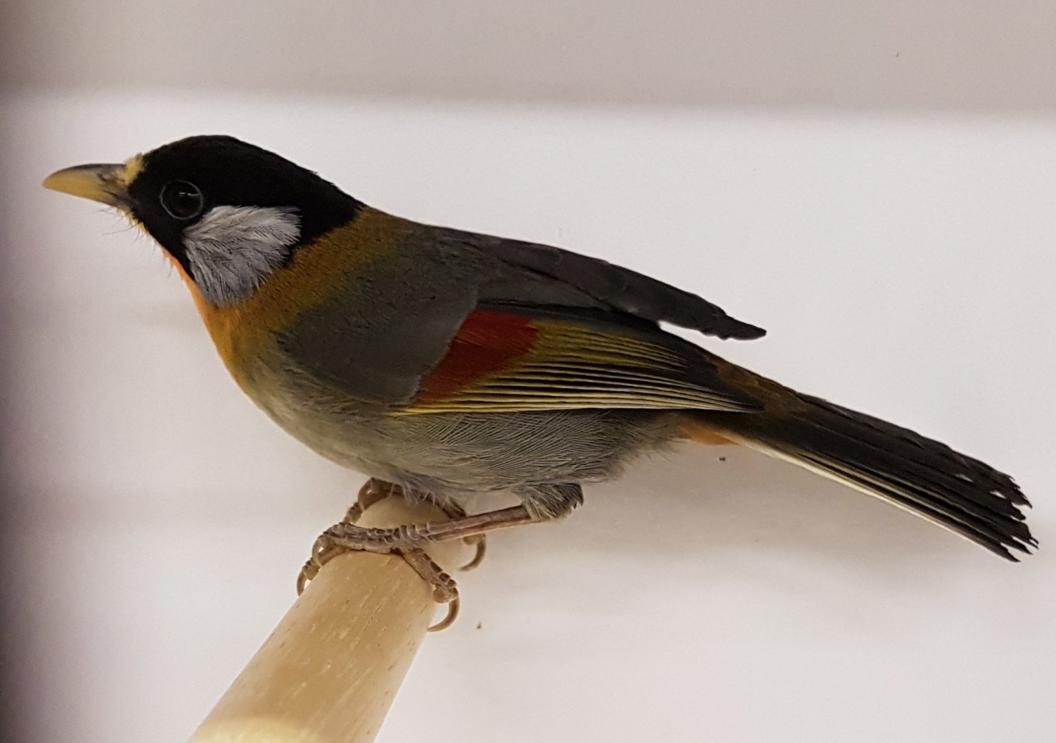 Silver-eared mesia