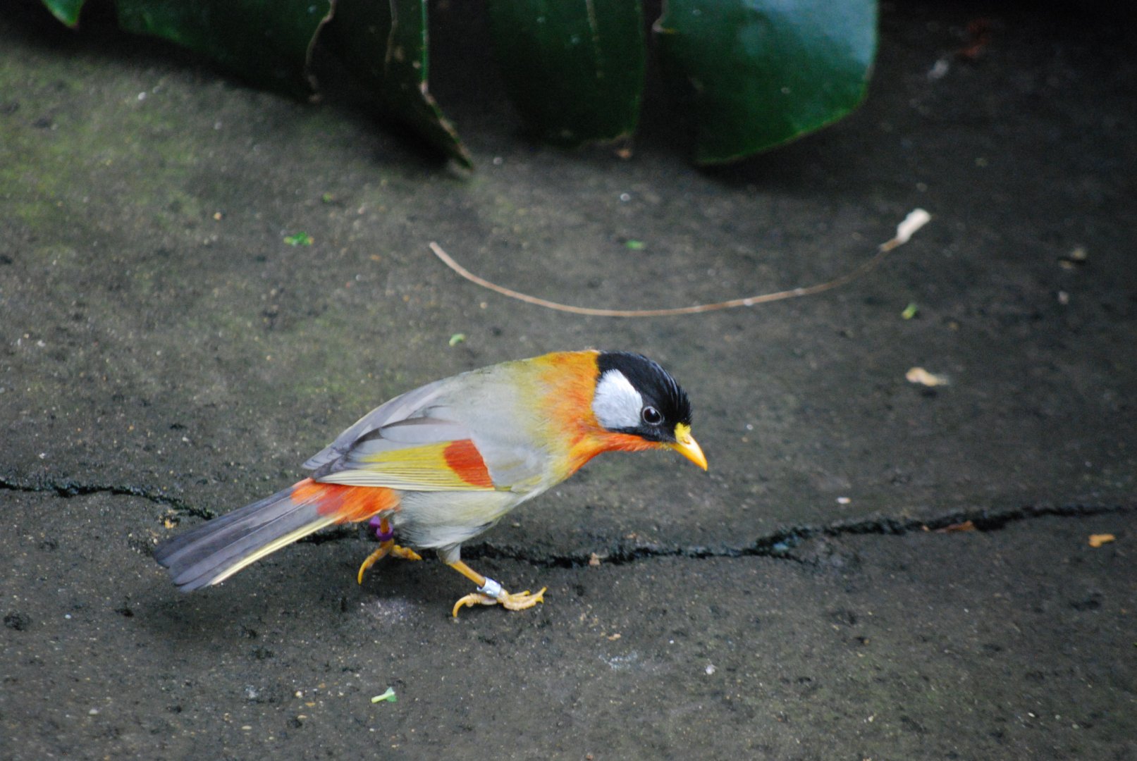 Silver-Eared Mesia