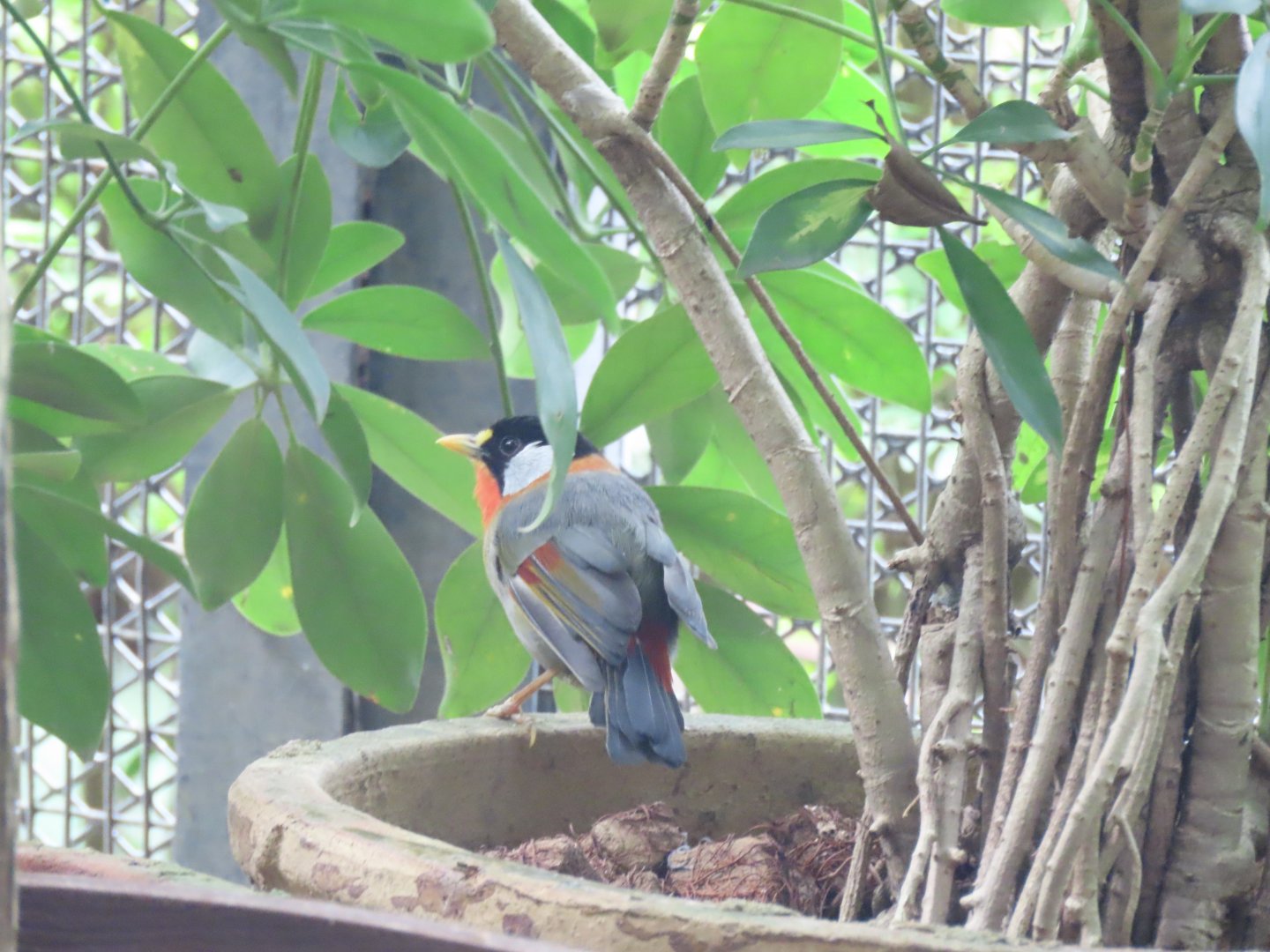 Silver-eared mesia