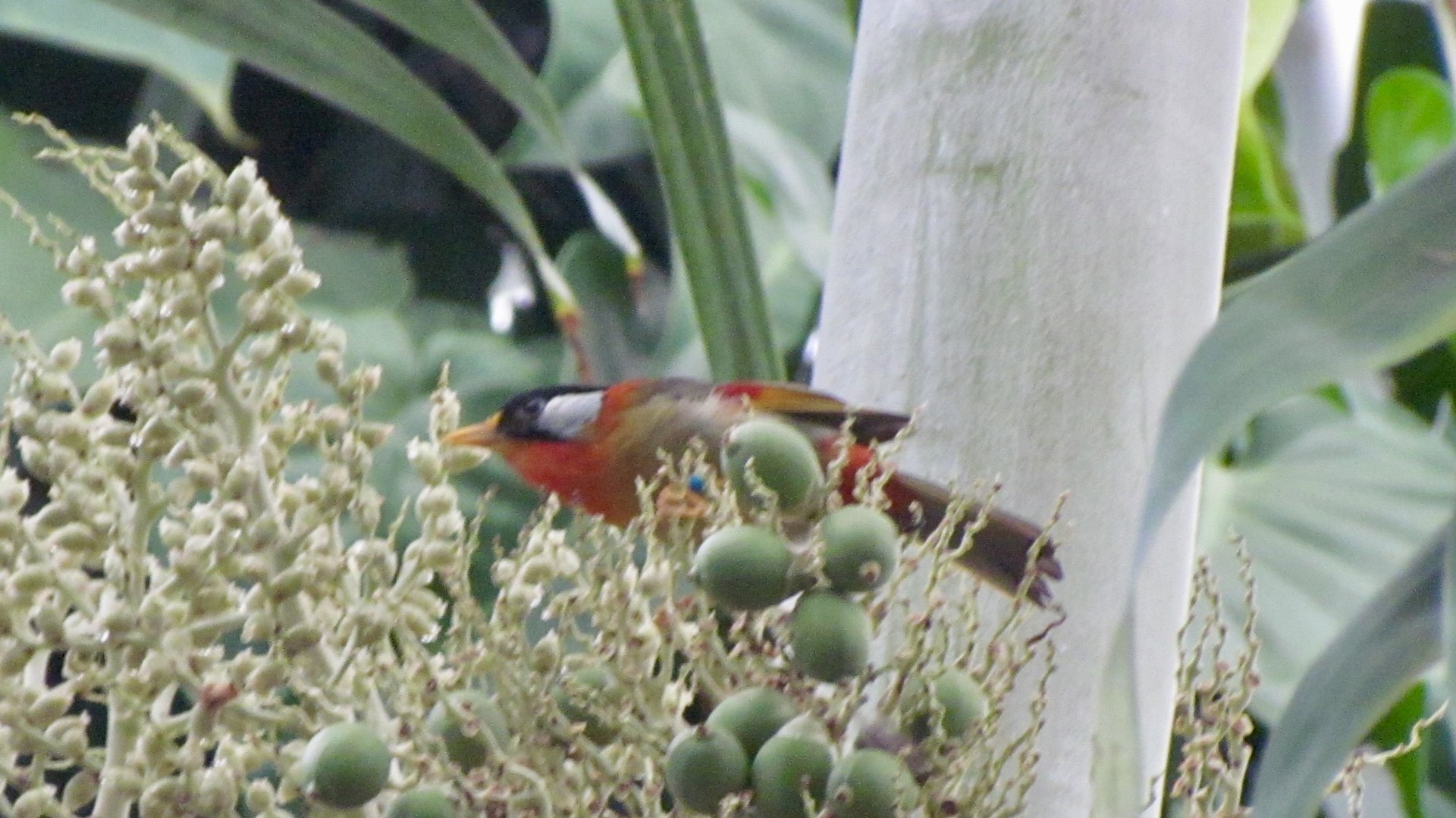 Silver-eared Mesia
