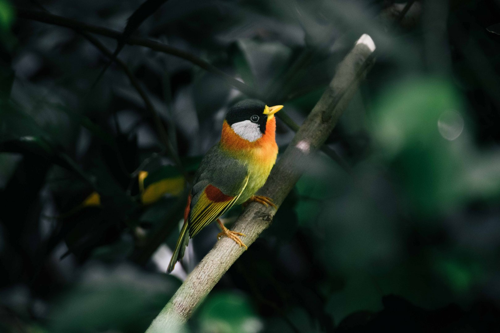 Silver Eared Mesia