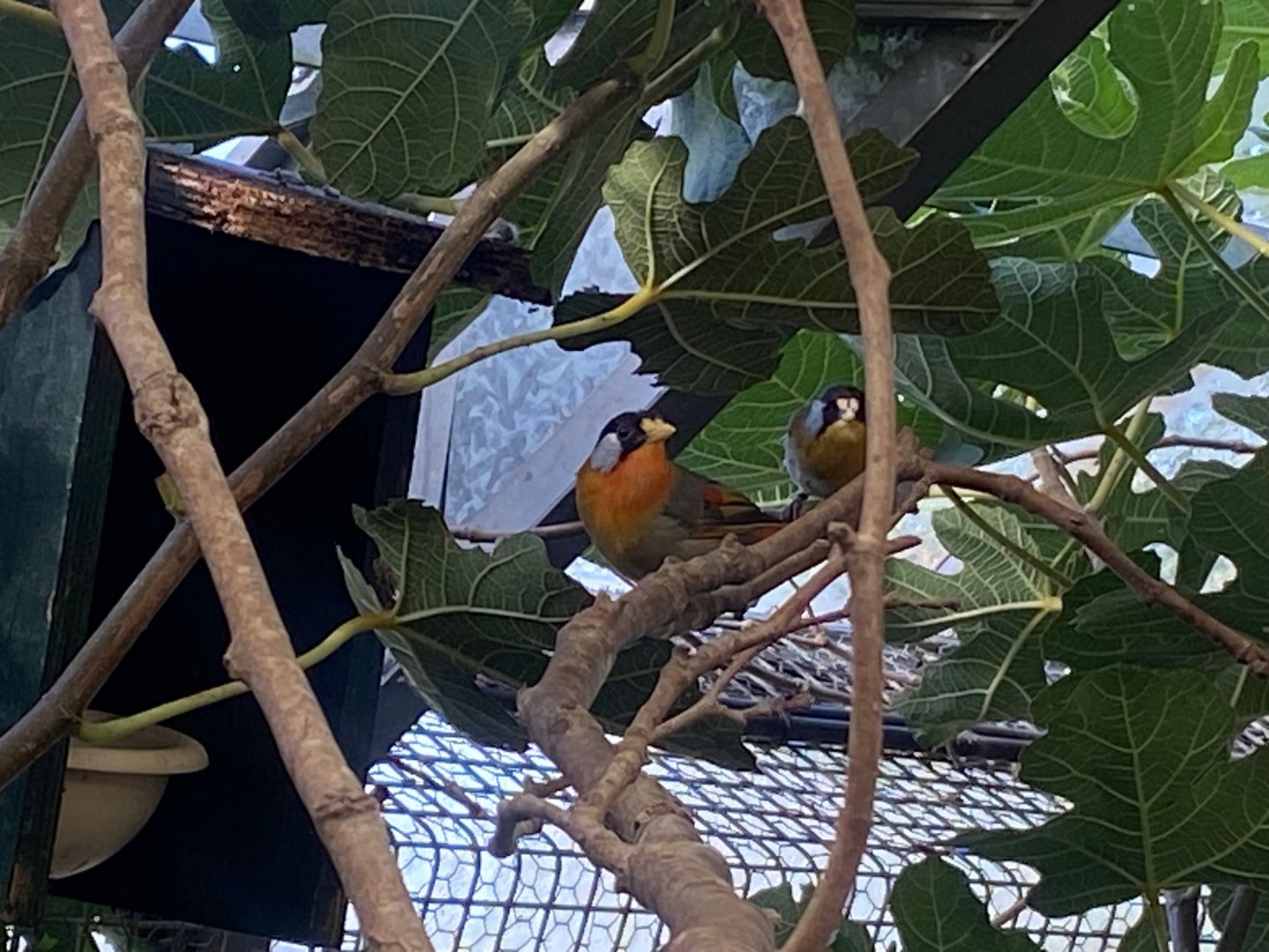 Silver-eared mesias 081023