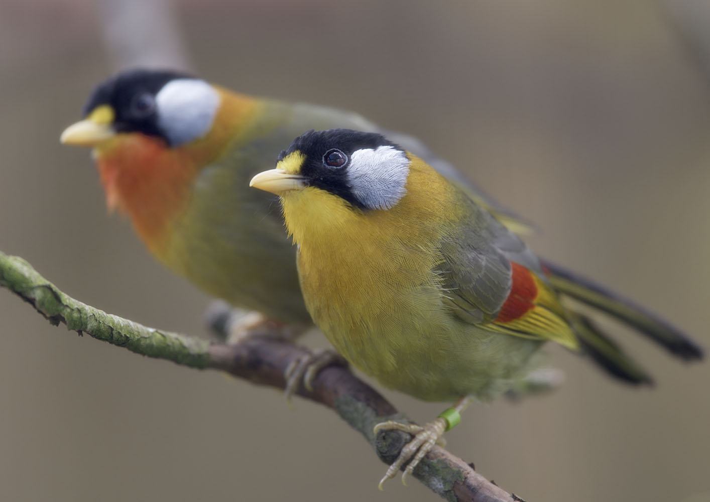 Silver-eared mesias