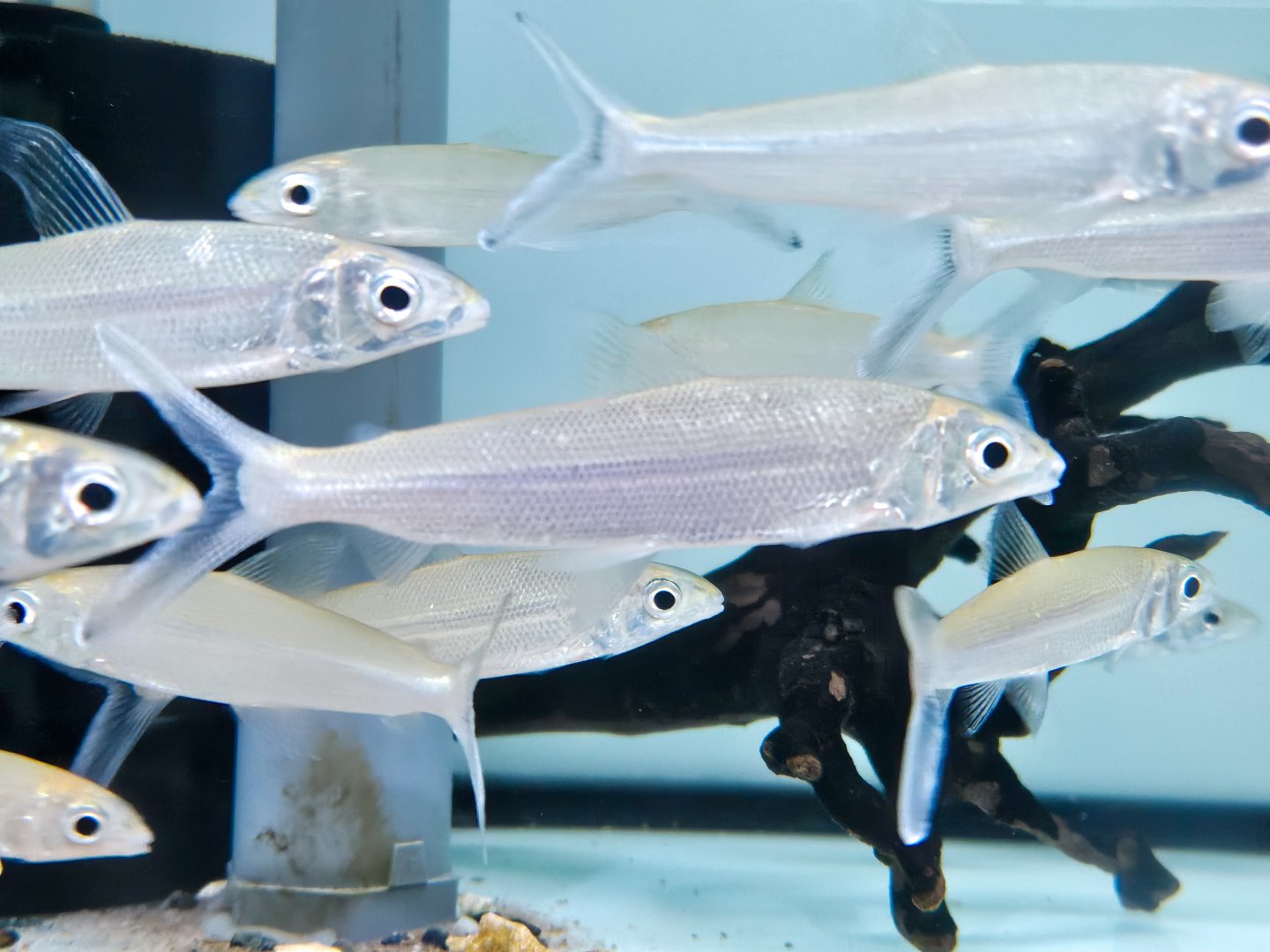 Silver Feather Tetra (Hemiodus immaculatus)