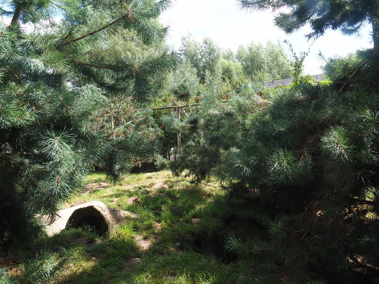 Silver fox and Arctic fox exhibit