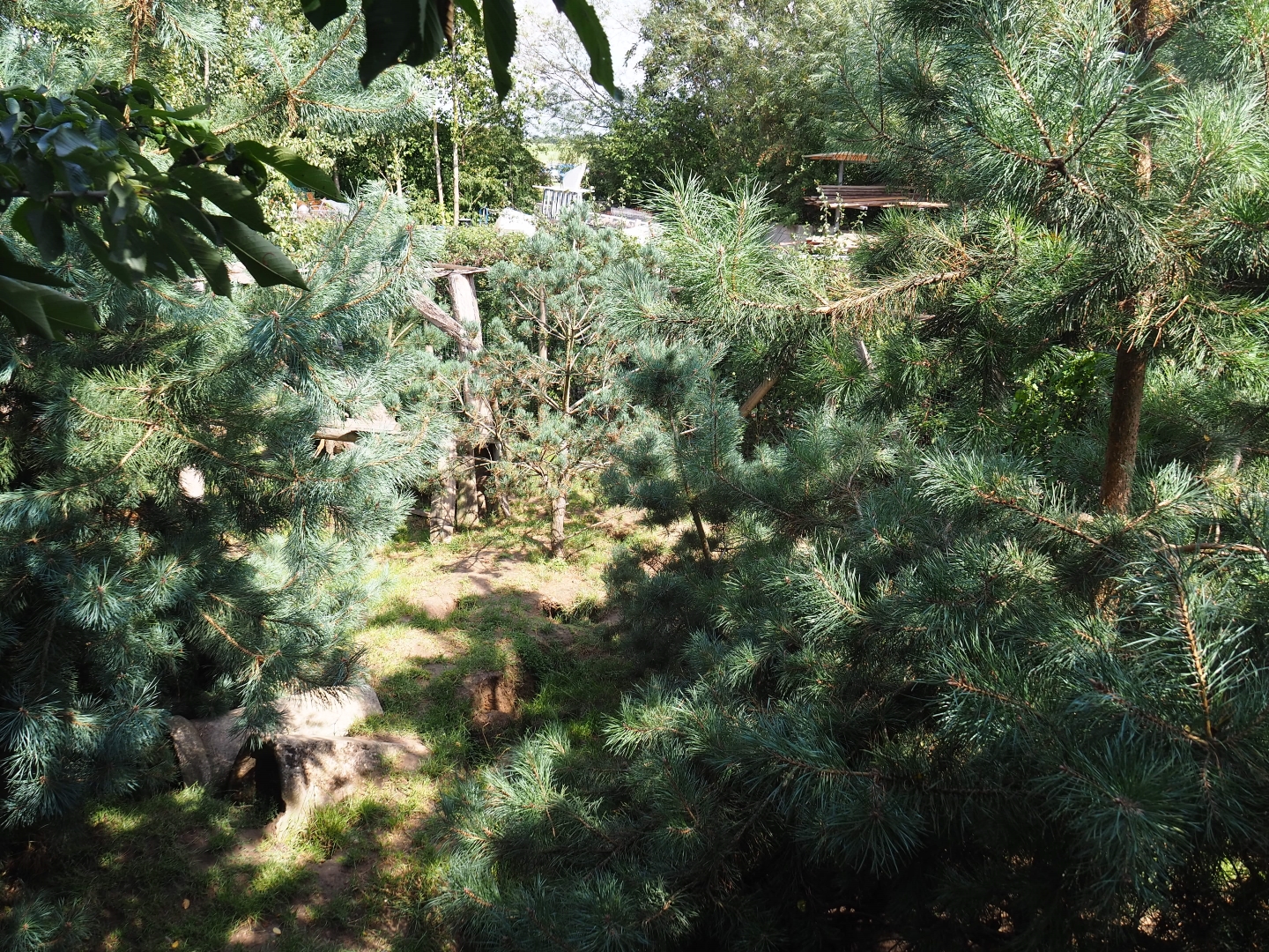 Silver fox and Arctic fox exhibit