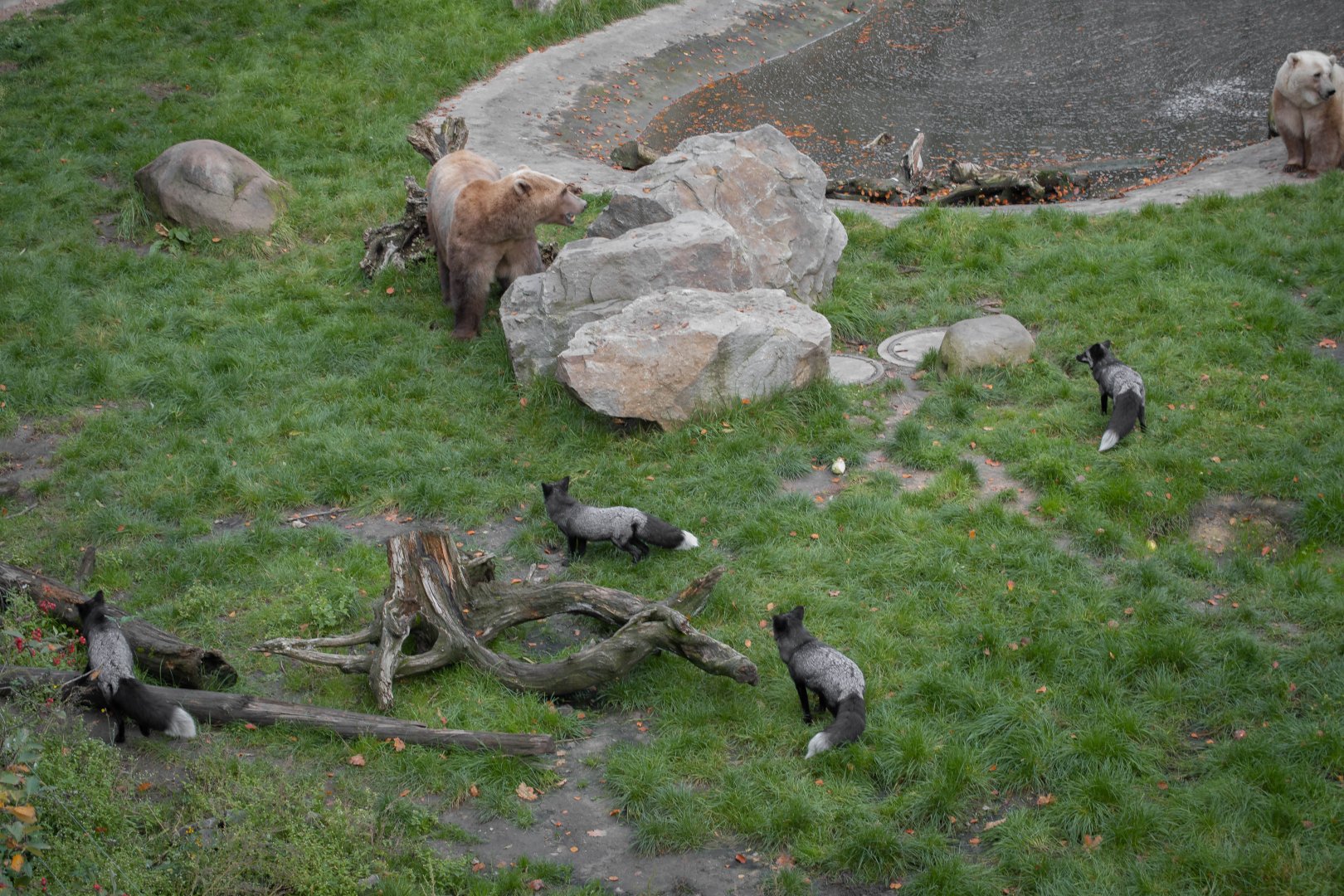 Silver fox and hybrid bear enclosure