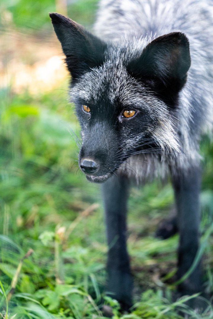 Silver Fox  / Ark Wildlife Park / 16-7-21