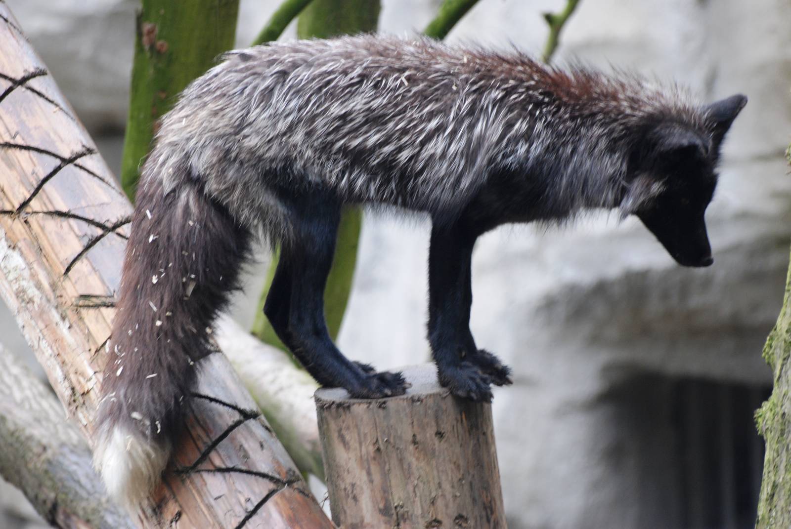 Silver Fox at Osnabrück, 03/06/12