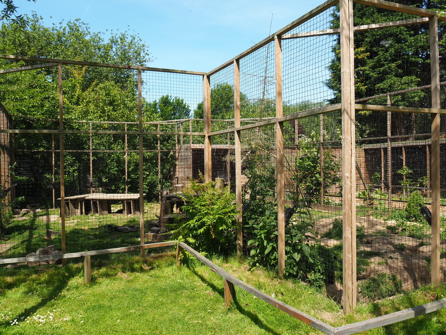 Silver fox exhibit, 2019-06-01