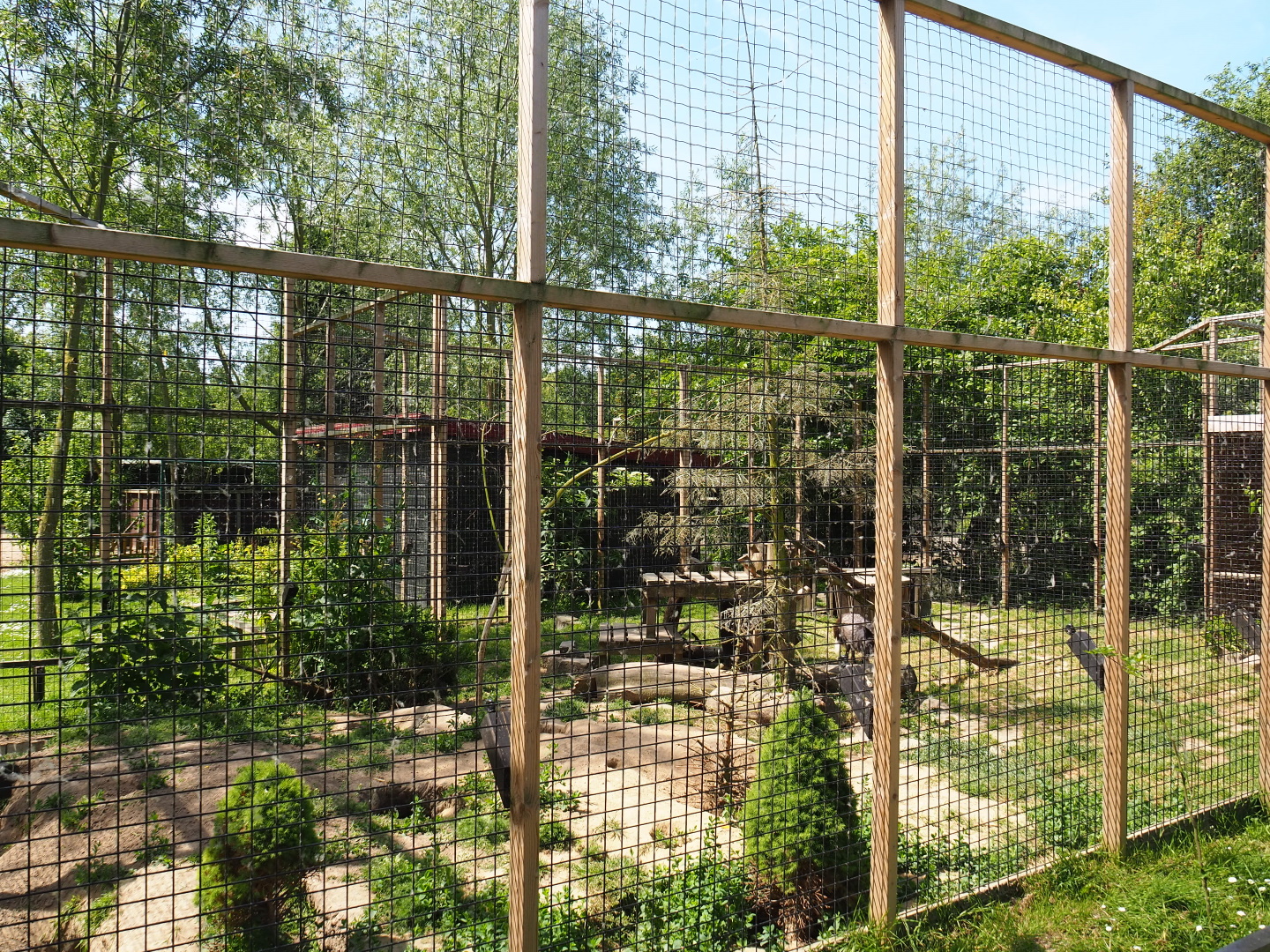 Silver fox exhibit, 2019-06-01